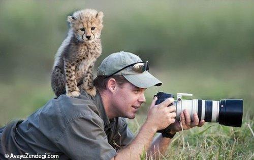  عکاسی در یک وجبیِ حیوانات درنده! 